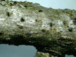 Juglanconis appendiculata