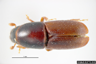 Scolytus intricatus