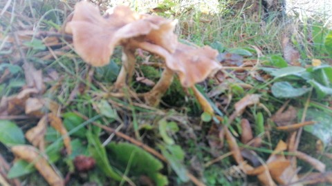 Armillaria ostoyae