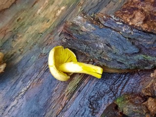 Tricholoma sulphureum