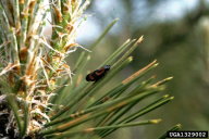 Haematoloma dorsatum