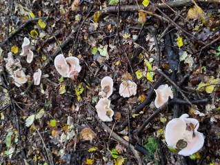 Lepista glaucocana