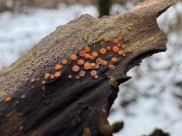 Orbilia comma