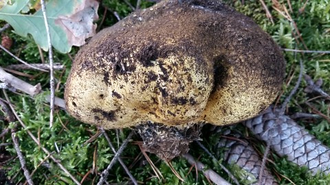 Scleroderma citrinum