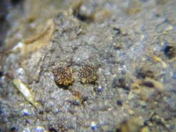 Saccobolus citrinus