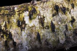 Diatrypella favacea