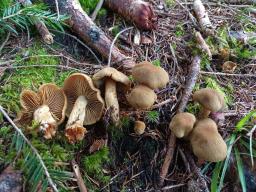 Cortinarius venetus