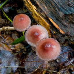 Mycena haematopus