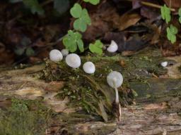 Mycena laevigata