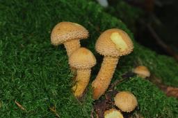 Pholiota squarrosa
