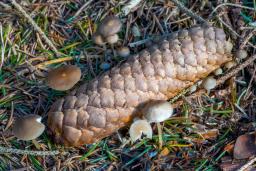 Strobilurus esculentus