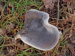 Melanoleuca luteolosperma