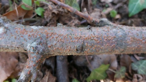 Nectria cinnabarina