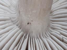Tricholoma terreum