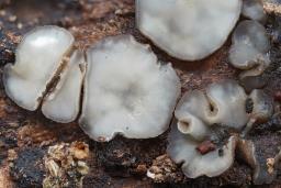 Tapesia lividofusca