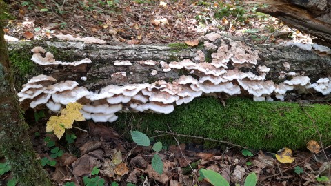 Phlebia tremellosa