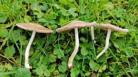 Coprinellus disseminatus