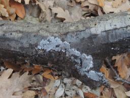 Pseudotomentella nigra