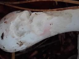 Russula rosea