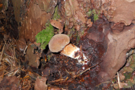 Imleria badia