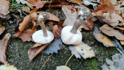 Tricholoma terreum