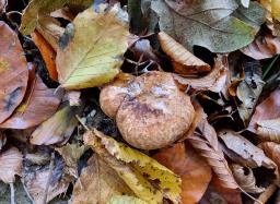 Paxillus cuprinus
