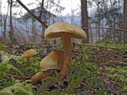 Hypholoma capnoides
