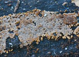 Merismodes anomala