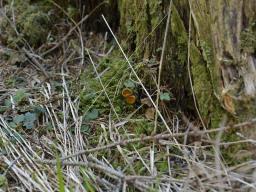 Caloscypha fulgens