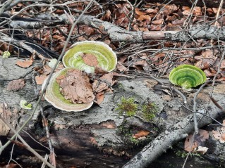 Trametes gibbosa