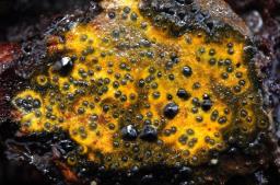 Camaropella lutea