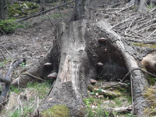 Fomitopsis pinicola