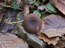 Lactarius serifluus
