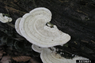 Trametes gibbosa