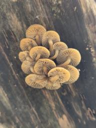 Mycena tintinnabulum