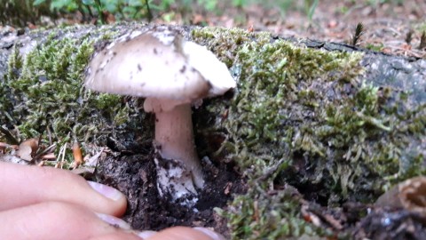 Amanita excelsa
