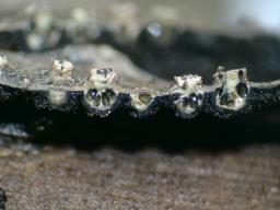 Cytospora nivea