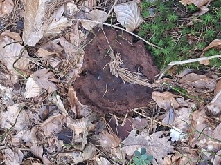 Phaeolus schweinitzii