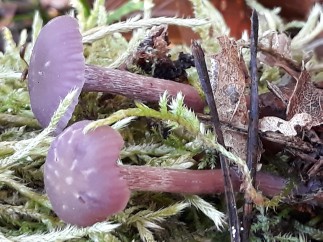 Laccaria amethystina