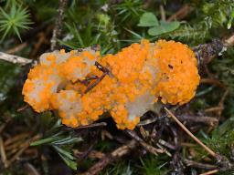Byssonectria terrestris