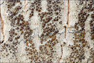 Lecanora argentata