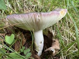 Russula grisea