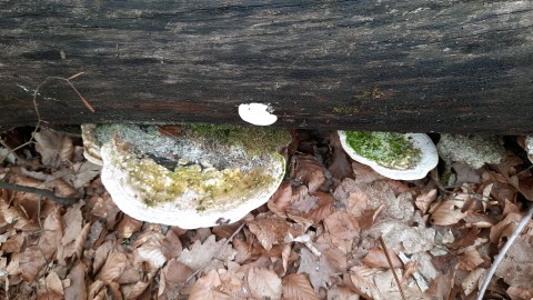 Trametes gibbosa