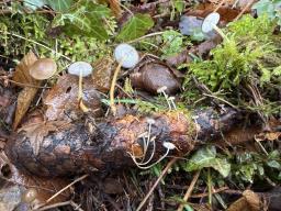 Strobilurus esculentus
