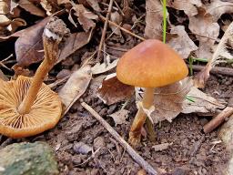 Conocybe aporos