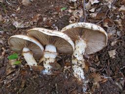 Hebeloma radicosum