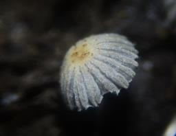 Coprinellus curtus