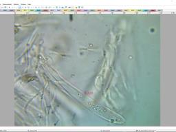 Micula mougeotii
