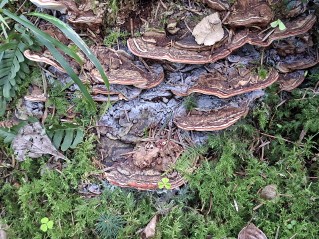 Heterobasidion parviporum