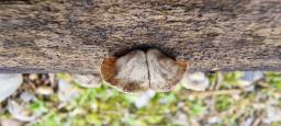 Schizophyllum amplum